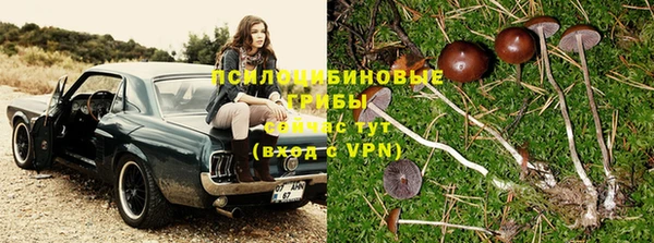 шишки Алзамай